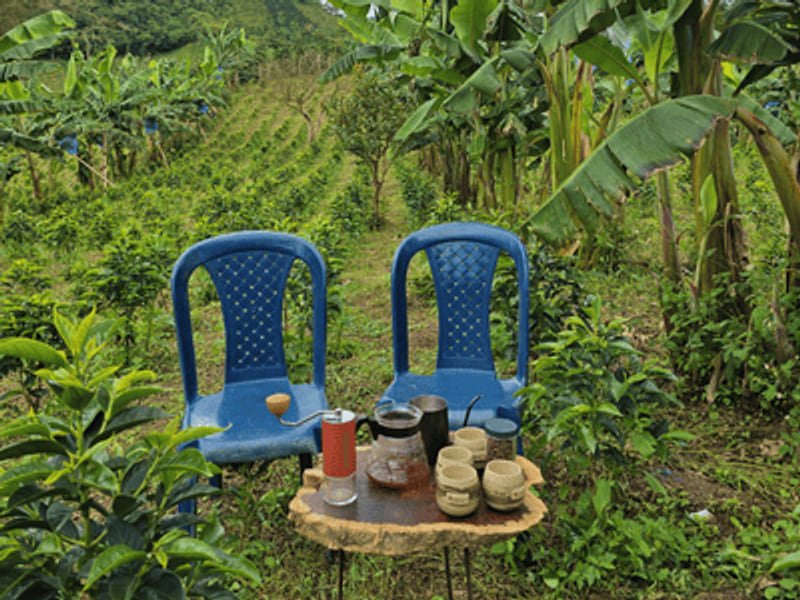 Two chairs and a cupping set on a wooden table between the coffee rows at Finca Quebraditas, Oporapa, Huila