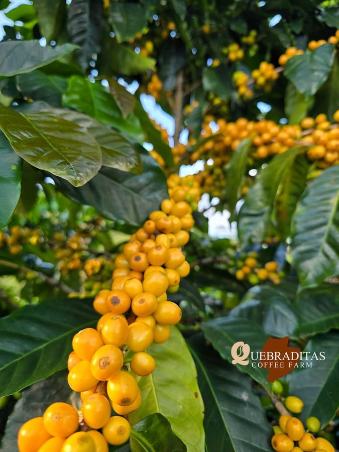 Yellow bourbon coffee cherries at Finca Quebraditas