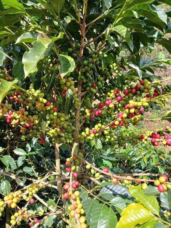 El Rubiconcito — Betulia, Antioquia